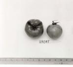 Click for 1 image(s) for this accession. FRUIT
